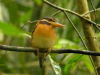 Rufous-collared Kingfisher - female  - Khao Sok NP