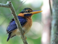 Rufous-collared Kingfisher - male  - Krung Ching NP