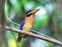 Rufous-collared Kingfisher - male  - Sri Phang Nga NP