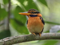 Rufous-collared Kingfisher - male  - Khao Luang Krung Ching NP