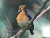 Rufous-collared Kingfisher - male  - Krung Ching NP