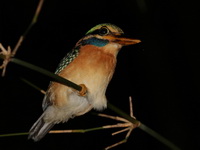 Rufous-collared Kingfisher - male  - Khao Sok NP
