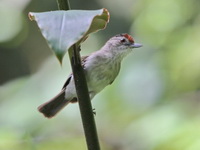 Rufous-crowned Babbler  - Bala