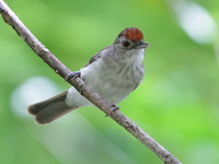 Rufous-crowned Babbler  - Bala
