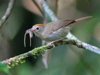 Rufous-fronted Babbler  - Sri Phang Nga NP