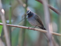 Rufous-gorgeted flycatcher - female  - Doi Lang