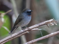 Rufous-gorgeted flycatcher - female  - Doi Lang