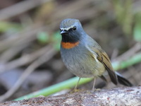 Rufous-gorgeted flycatcher - male  - Doi Lang