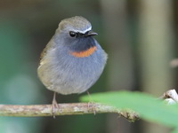 Rufous-gorgeted flycatcher - male  - Doi Lang