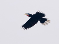 Rufous-necked Hornbill - female  - Mae Wong NP