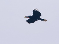 Rufous-necked Hornbill - female  - Mae Wong NP