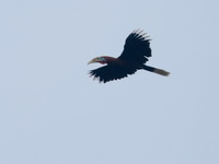 Rufous-necked Hornbill - male  - Mae Wong NP