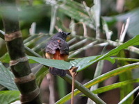 Rufous-tailed Shama - male  - Bala