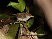 Rufous-tailed Tailorbird  - Khao Pu Khao Ya NP