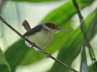Rufous-tailed Tailorbird  - San Kala Khiri NP