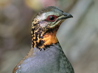 Rufous-throated Partridge  - Mae Wong NP