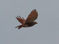 Rufous-winged Buzzard  - Phetchaburi