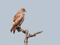 Rufous-winged Buzzard  - Bueng Boraphet