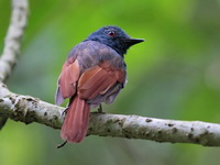 Rufous-winged Philentoma - male  - Khao Luang Krung Ching NP