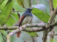 Rufous-winged Philentoma - male  - Sri Phang Nga NP