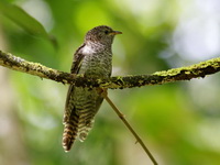 Rusty-breasted Cuckoo - juvenile  - Bala