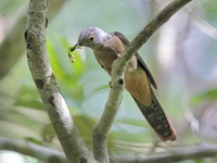 Rusty-breasted Cuckoo  - Pa Phru Sirindhorn