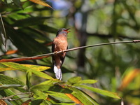 Rusty-breasted Cuckoo  - Bala