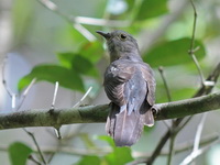Rusty-breasted Cuckoo  - Pa Phru Sirindhorn