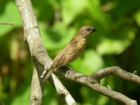 Scaly-breasted Munia - juvenile  - Phuket
