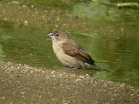Scaly-breasted Munia - juvenile  - Phuket