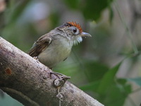Scaly-crowned Babbler  - Trang