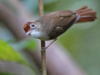 Scaly-crowned Babbler  - Trang