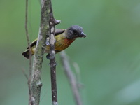 Scarlet-breasted Flowerpecker - female  - Khao Banthad WS