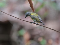 Scarlet-breasted Flowerpecker - female  - Khao Banthad WS