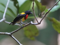 Scarlet-breasted Flowerpecker - male  - Khao Banthad WS