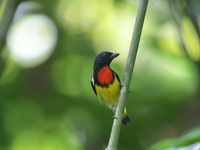Scarlet-breasted Flowerpecker - male  - Bang Lang NP