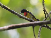 Scarlet-breasted Flowerpecker - male  - Bala