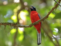 Scarlet-rumped Trogon - male  - Sri Phang Nga NP