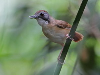 Short-tailed Babbler  - Khao Luang Krung Ching NP