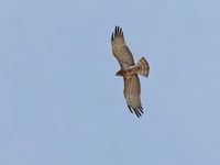 Short-toed Snake Eagle  - Phuket