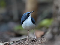 Siberian Blue Robin - male  - Khao Yai NP