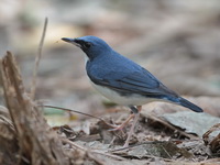 Siberian Blue Robin - male  - Khao Yai NP