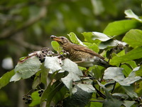 Siberian Thrush - female  - Phuket