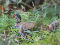 Silver Pheasant - female  - Phu Luang WS