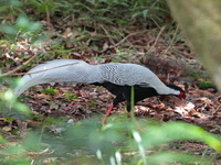 Silver Pheasant - male  - Phu Luang WS