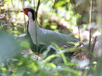 Silver Pheasant - male  - Phu Luang WS