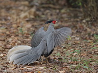 Silver Pheasant - male  - Khao Yai NP
