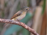 Slaty-backed Flycatcher - female  - Doi Lang