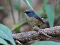 Slaty-blue Flycatcher - male  - Doi Lang