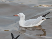 Slender-billed Gull  - Bang Poo